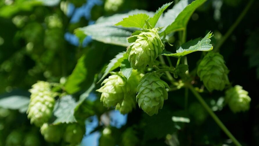 Hopfenzapfen zur Brustvergrößerung